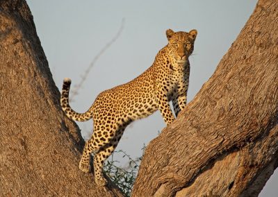 7 Days Tanzania Adventure Tented Camps Safari