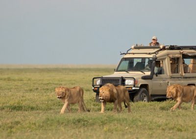 5 Days Tanzania Private Tented Camps Safari