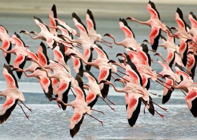 Day Trip to Lake Manyara National Park