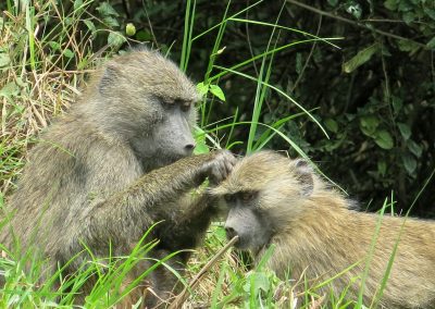 Day Trip to Arusha National Park