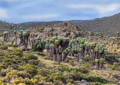 Kilimanjaro Trekking Shira Route Day Trip