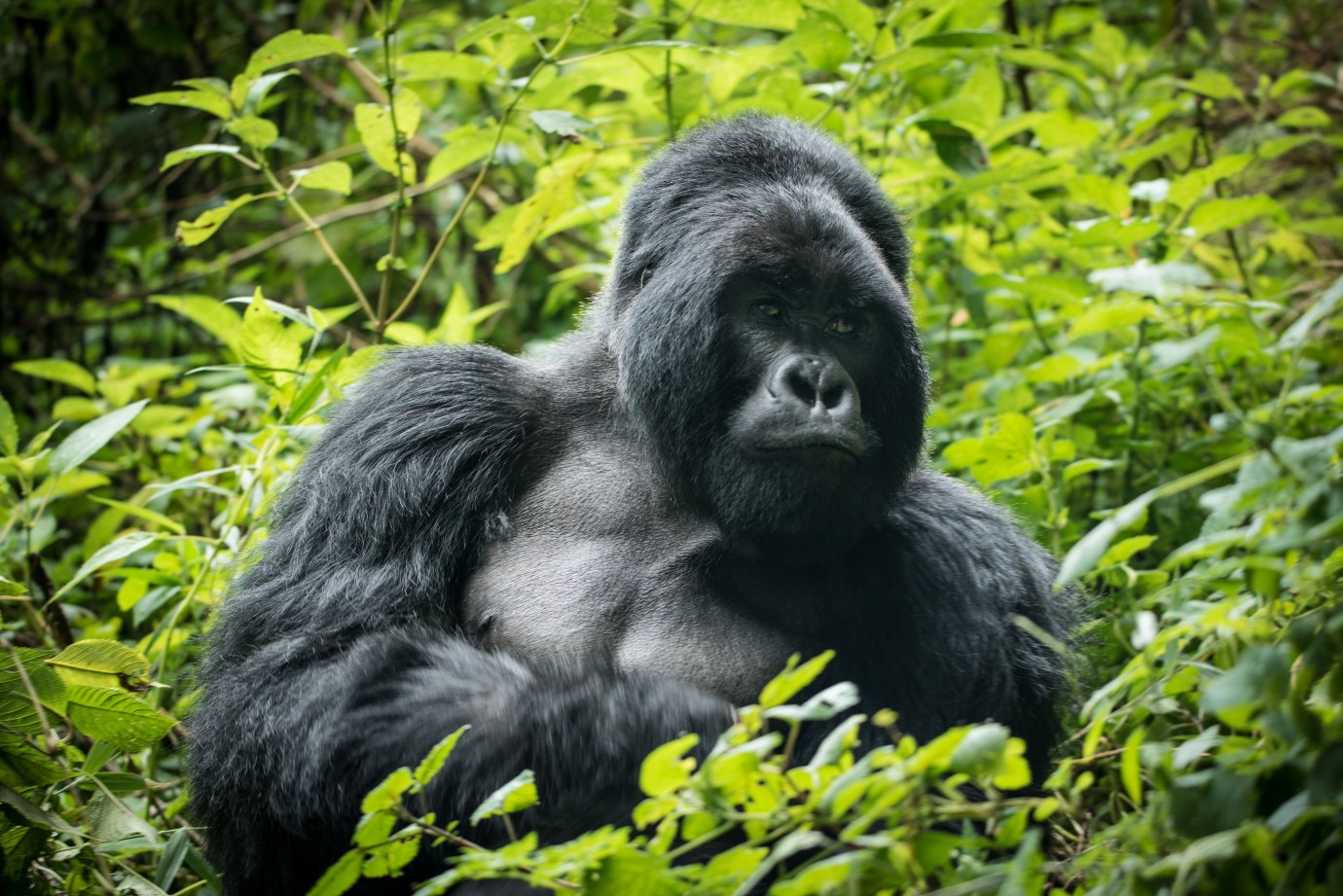9 Day Uganda Adventure Gorilla Trekking Safari