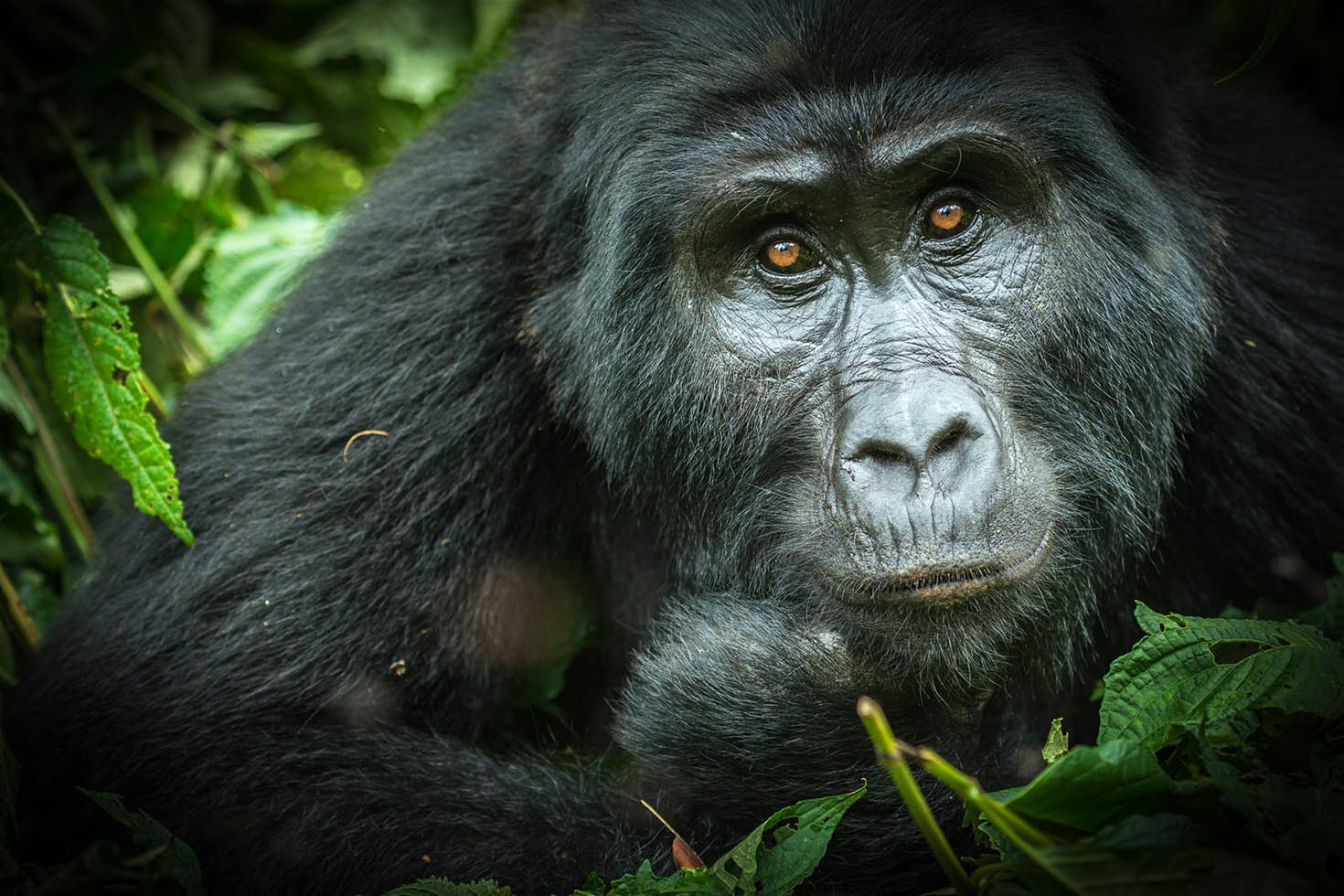7 Day Uganda Great Apes Adventure Safari