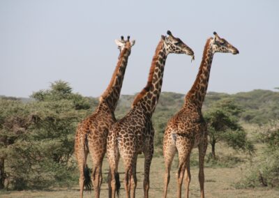 4-Day Serengeti and Ngorongoro Safari and 1-Day Zanzibar Holiday