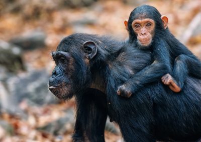 5-Day Chimpanzee Safari in Gombe Stream National Park