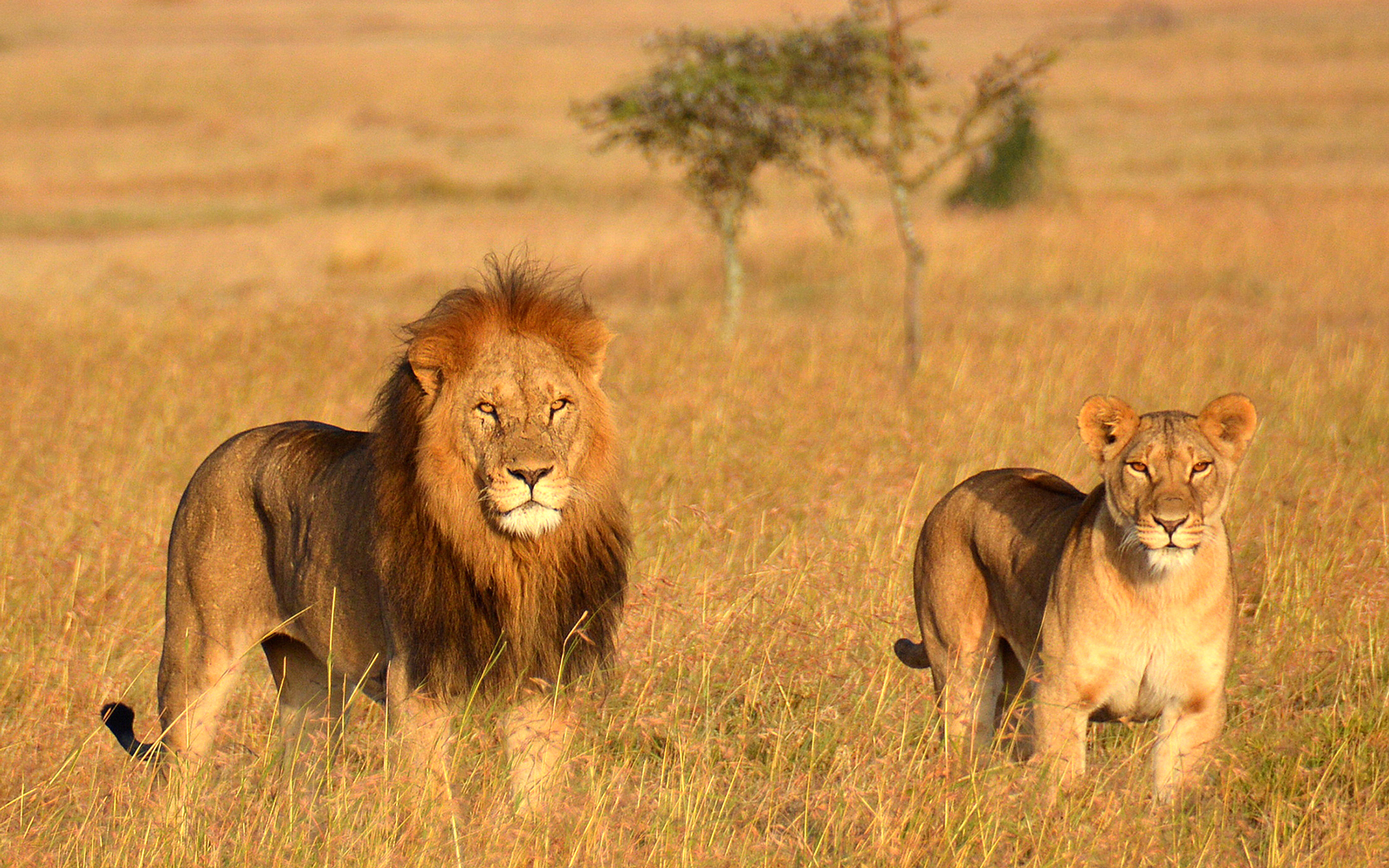 10 DAY SERENGETI GREAT ADVENTURE BIG CATS SAFARI